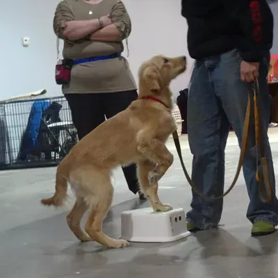 Kawa Farms K-9 Training