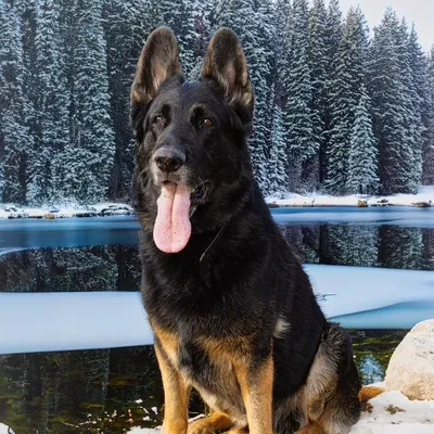 Hot Dog On A Leash, K-9 Training and Pet Sitting
