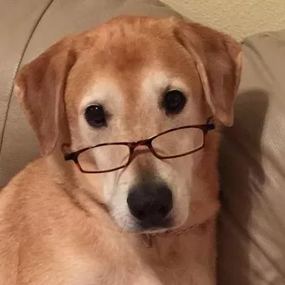 Wagtime Dog Training