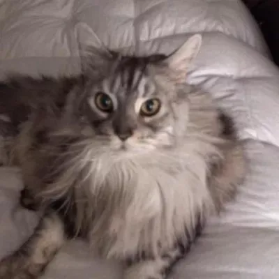 Your Cat Concierge