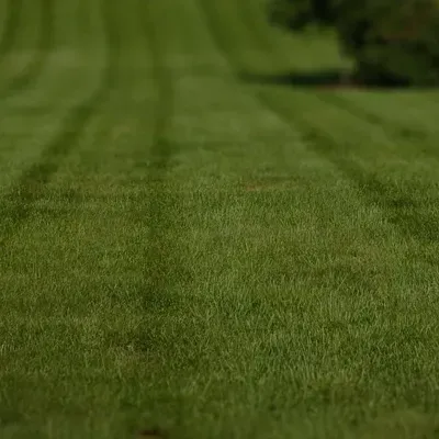 Isaiah White Lawn Care