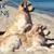 Phoenix Dog Care & Training