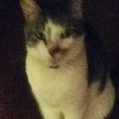 Purrs and Woofs