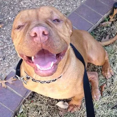 One-on-One Dog Walking!