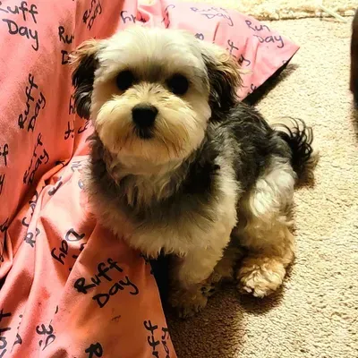 Kimberly's Pampered Pets