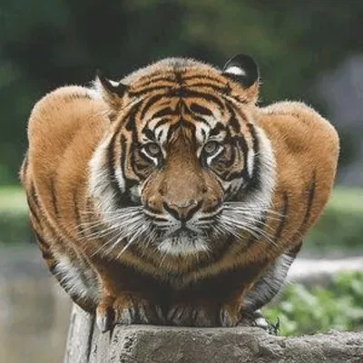 American Tiger Karate Academy