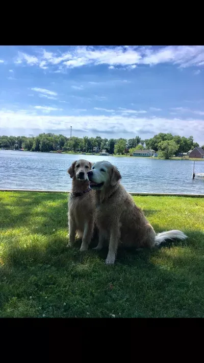 Patty's Dog Training