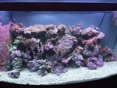 Pacific Aquarium Services
