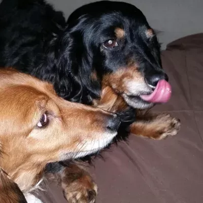 The Teacher's Pet - dog walking and pet sitting