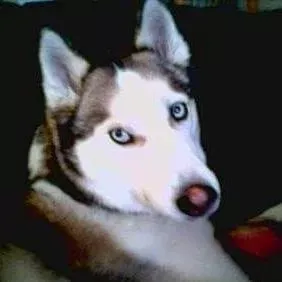 High Tail It Pet Sitting