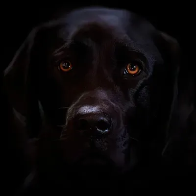Enuff is Enuff Canine Learning Academy