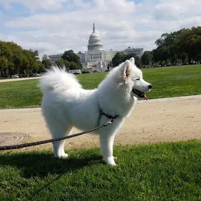 NoMa Pet Walking & Care