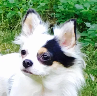 Pearl's Pet Spa & Walk With Me!