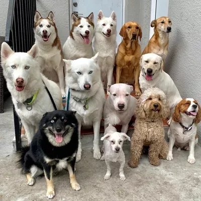 Woof Pack Miami