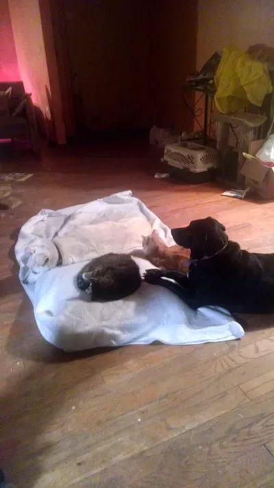 The Pawsitive  Solution