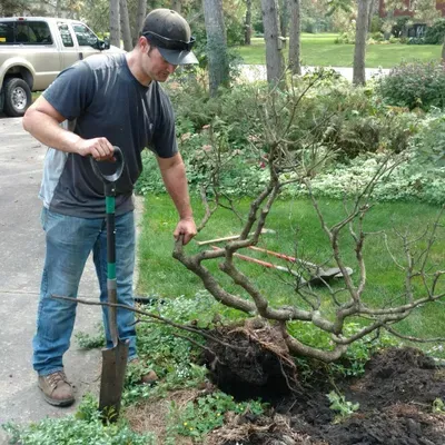 Miller Lawn & Tree