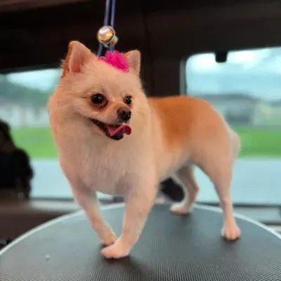 Reggie Scissorhand Xpress Baths & Grooming Mobile