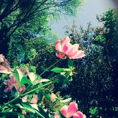 Beautiful Botanicals