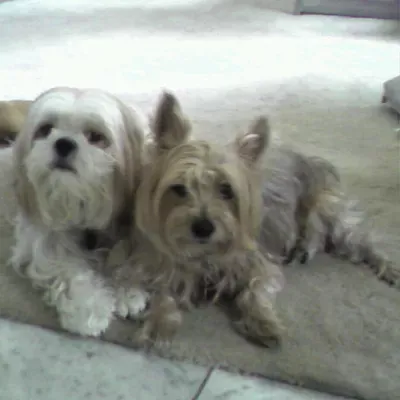 Tyler's Dog Grooming Services