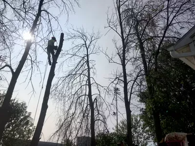 Oak Orchard Tree Service