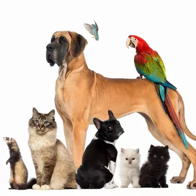 Bella and Sam's Pet Sitting