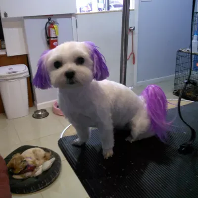 Doggie Paws Salon