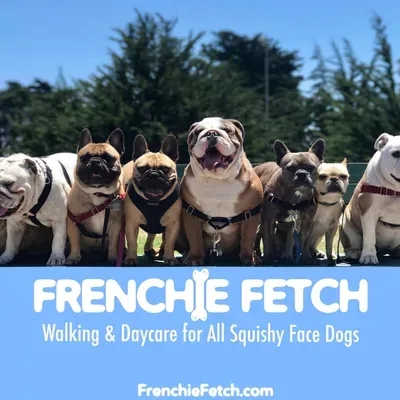 Frenchie Fetch SF