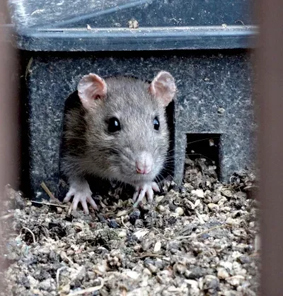 Complete Pest solution