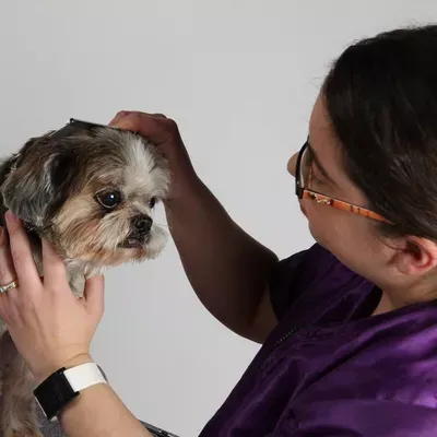 Sherlock Bones Mobile Grooming