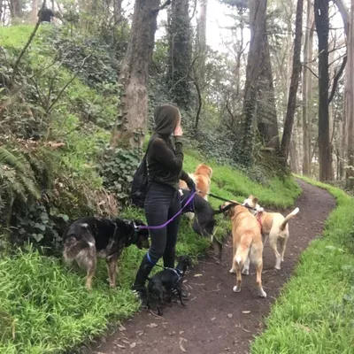 Simona's Petsitting & Boarding