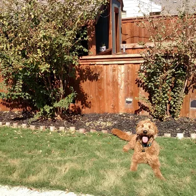 Canine Clubhouse LLC