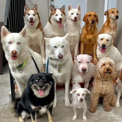 @WoofPackMiami