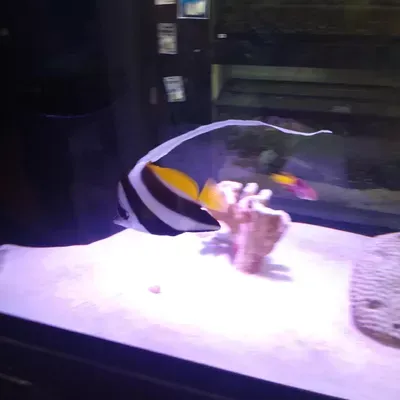 Aquatic Creations LLC