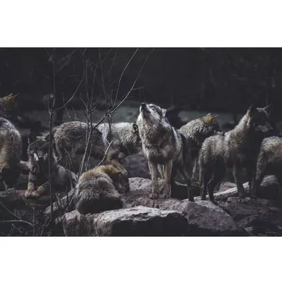 All Wolf Pack Countertops