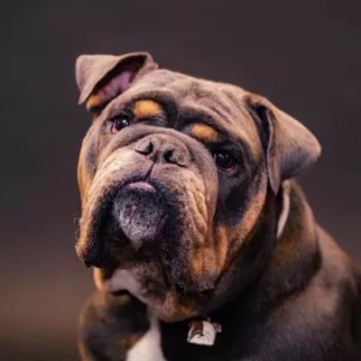 Back to Basics Dog Training