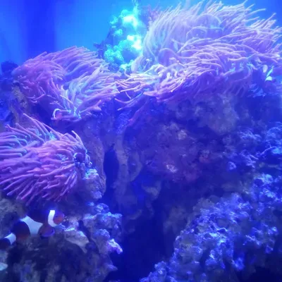 Sea Deep Aquatics