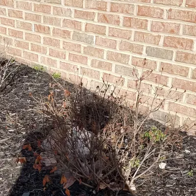 Salaslandscaping
