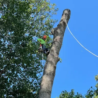 Orellana landscaping & Tree services LLC