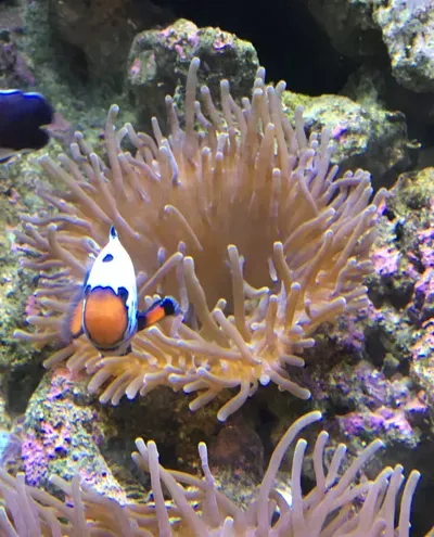 Everything Fish