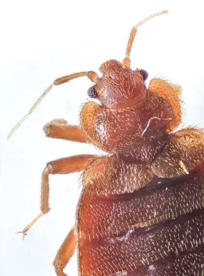 Northwest Bedbug Company
