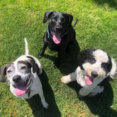 The Pup School