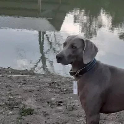 Posh Pets Wag Town