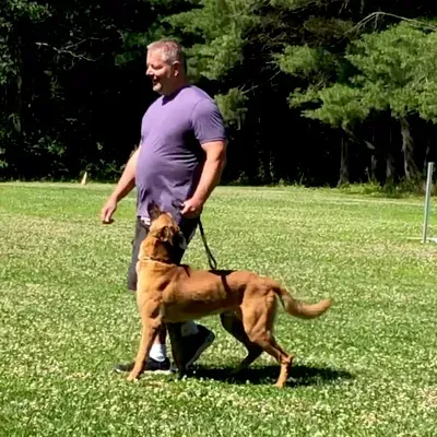 Real K9 Solutions