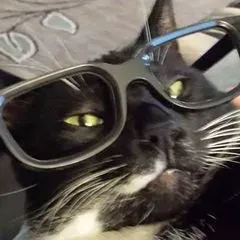 Kerry's Cat Care