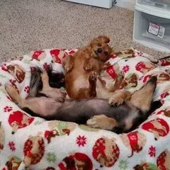 Pet Care Extraordinaire