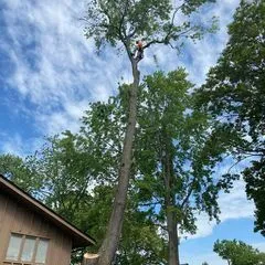 Mos tree service