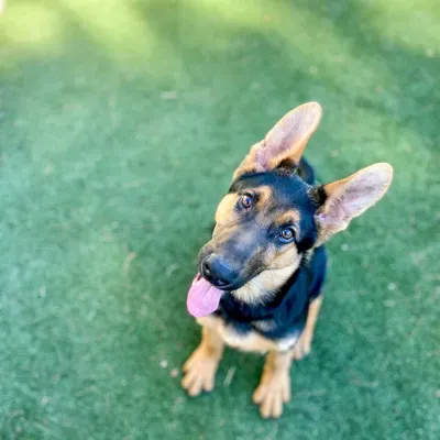 Fetch Happens Dog Training