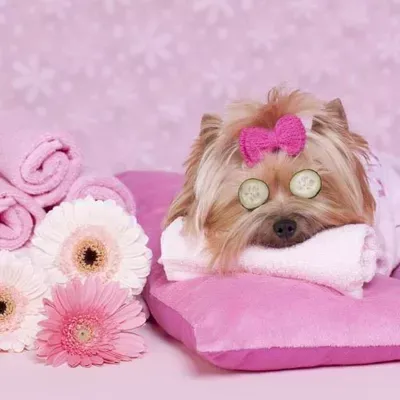 A Cut Above Pet Grooming