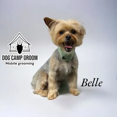 Dog Camp Groom