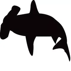 Hammerhead Photography